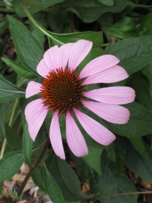 Purple Coneflower